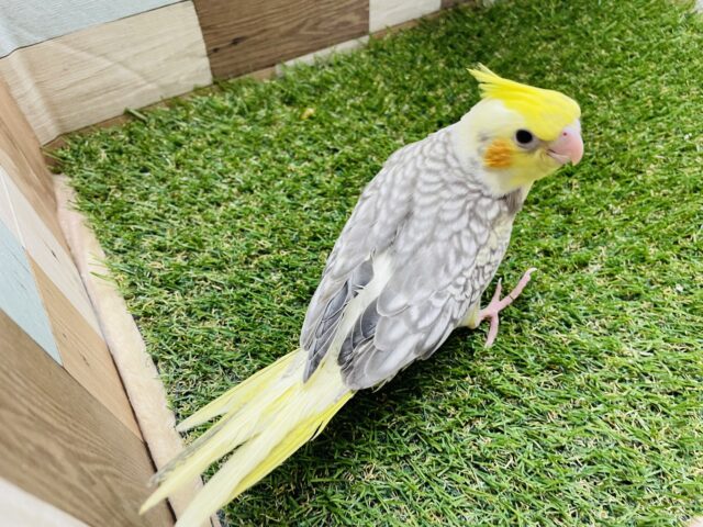 オカメインコ