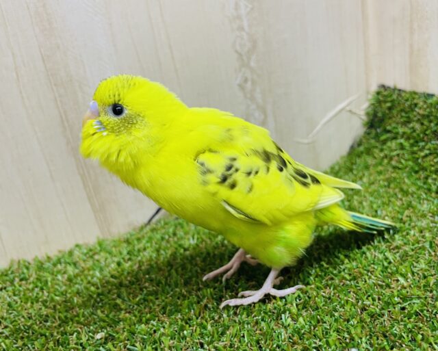 セキセイインコ