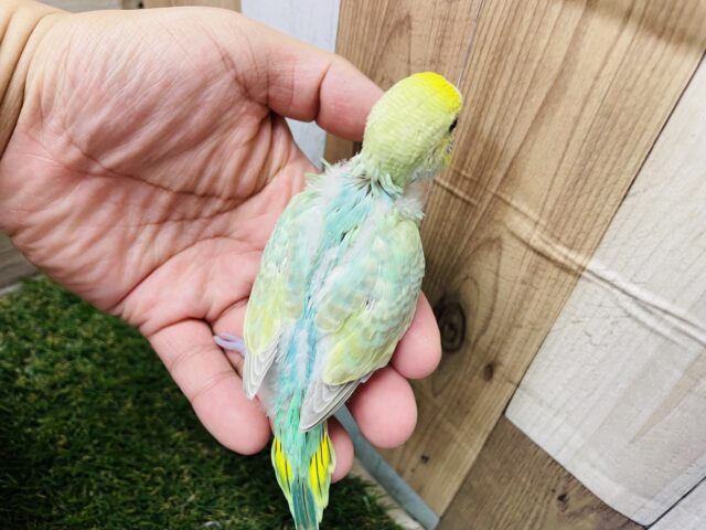 セキセイインコ