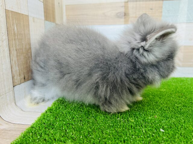 アンゴララビット