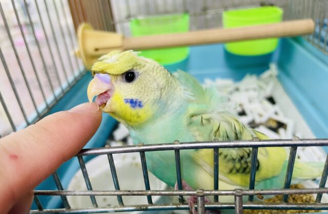 羽衣セキセイインコ