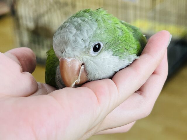 オキナインコ