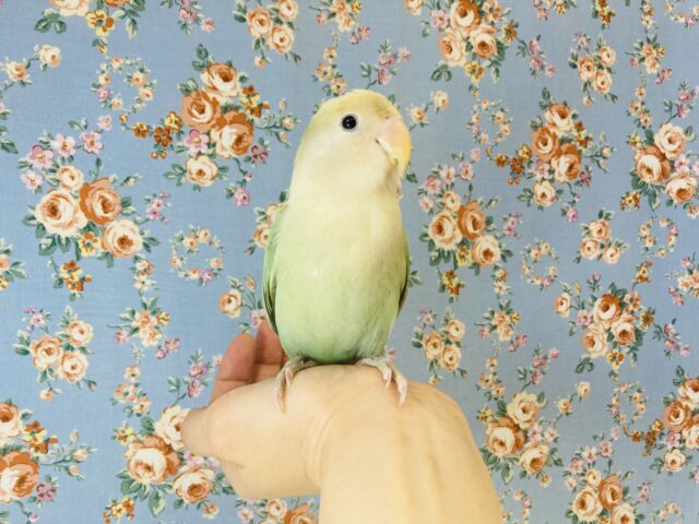 コザクラインコ（小桜インコ）