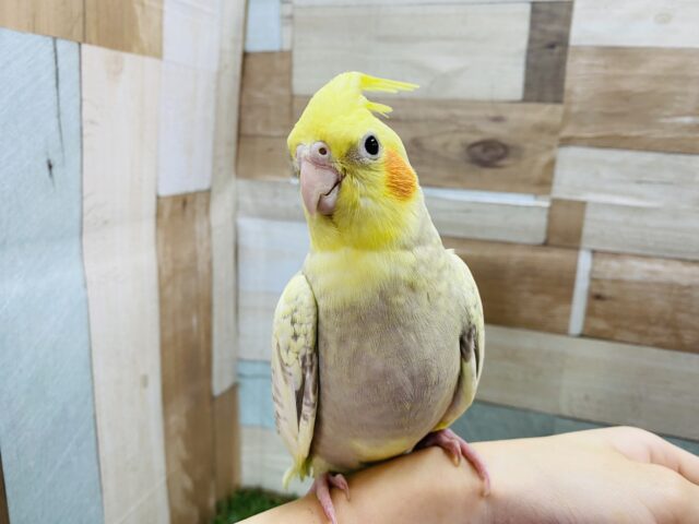 オカメインコ