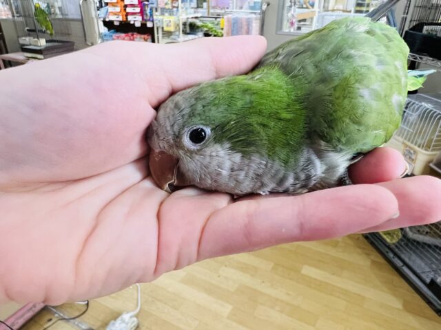 オキナインコ