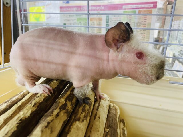 スキニーギニアピッグ