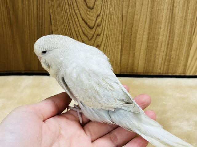 ジャンボセキセイインコ
