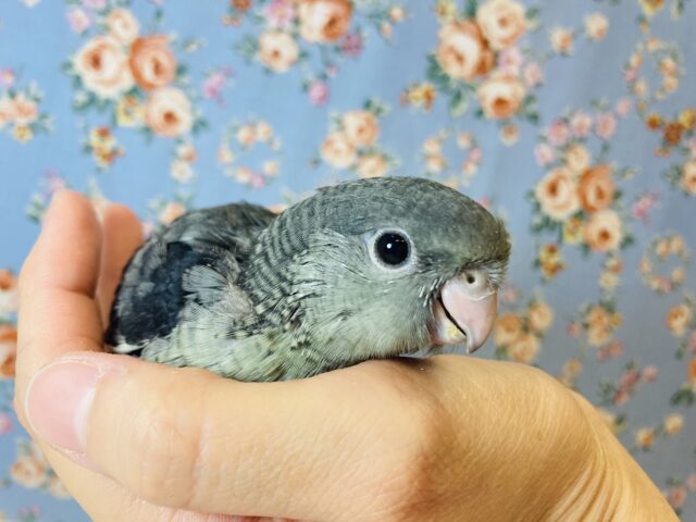 サザナミインコ