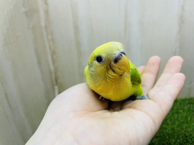 コザクラインコ（小桜インコ）