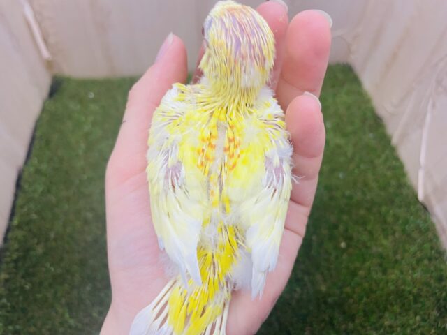 ビセイインコ（美声インコ）