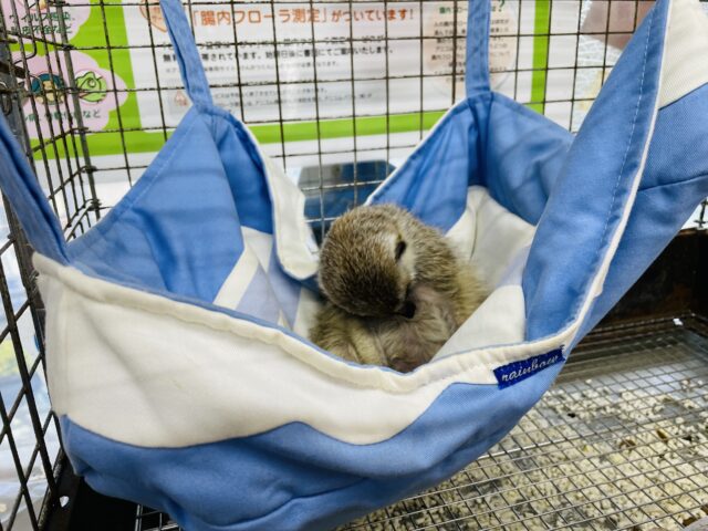 ミーアキャット