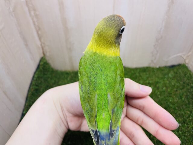 キエリボタンインコ