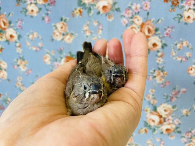 錦花鳥（キンカチョウ）