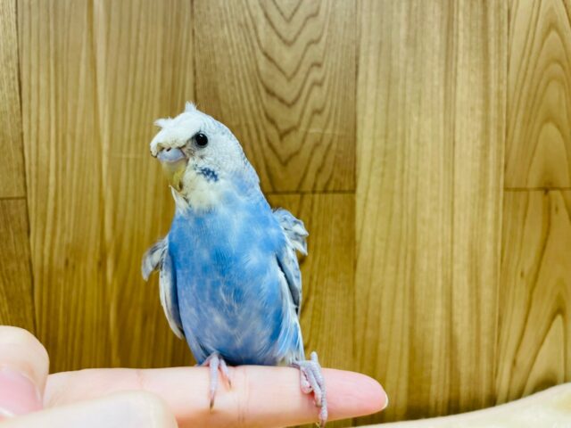 羽衣セキセイインコ