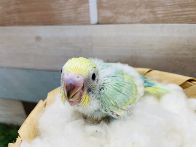 セキセイインコ