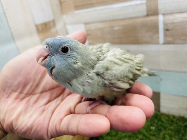 サザナミインコ