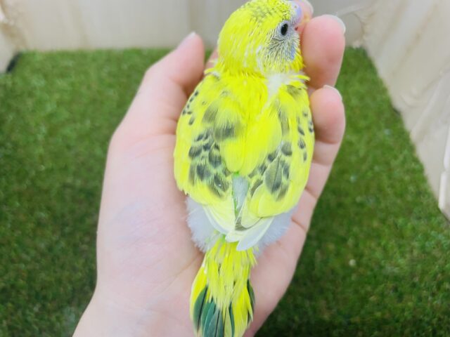 セキセイインコ