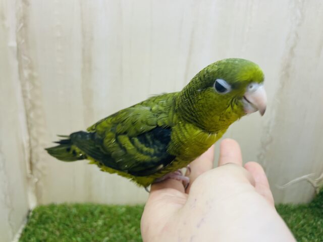 サザナミインコ