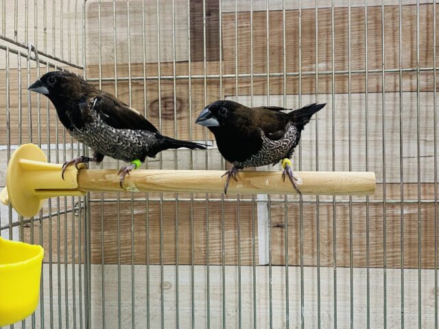 ヨーロッパ十姉妹