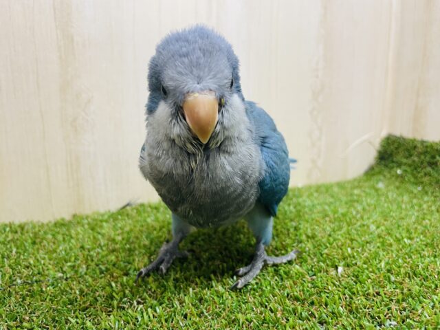 オキナインコ