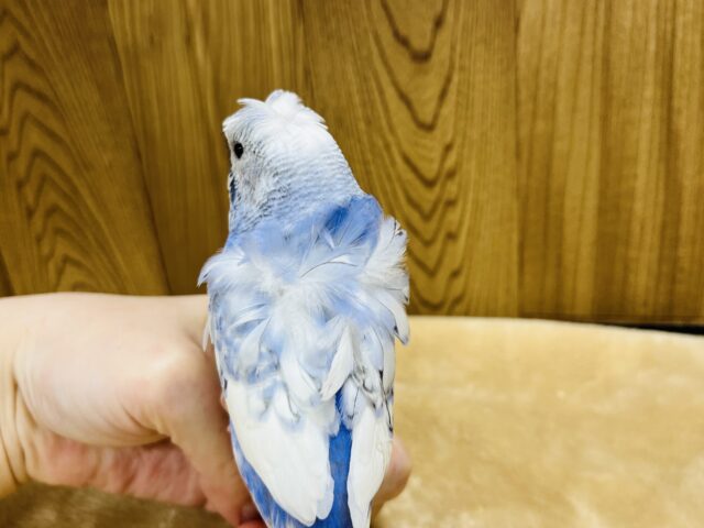 羽衣セキセイインコ