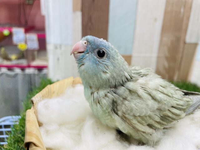 サザナミインコ
