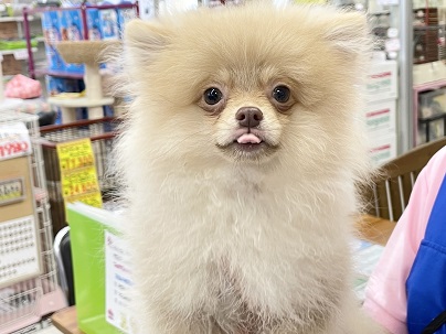 ポメラニアン