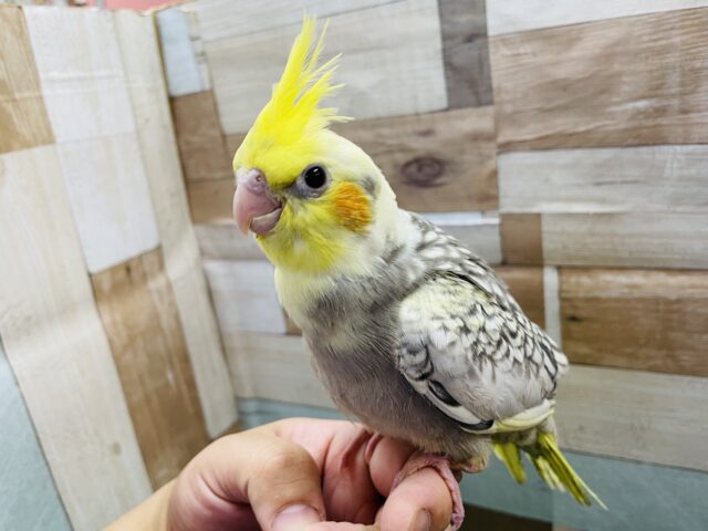 オカメインコ