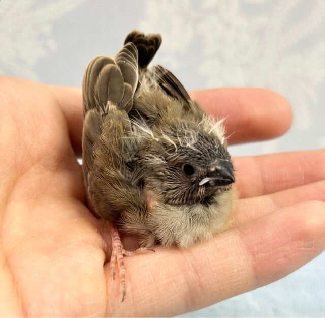 錦花鳥（キンカチョウ）