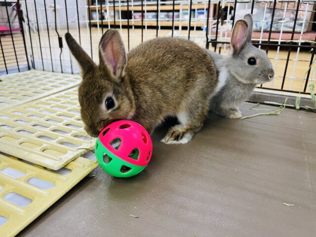 ネザーランドドワーフ