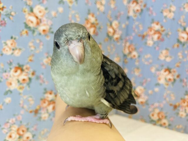 サザナミインコ