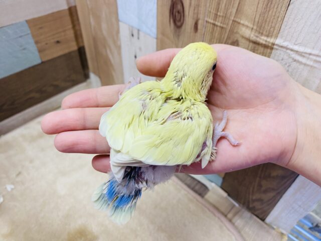 コザクラインコ（小桜インコ）