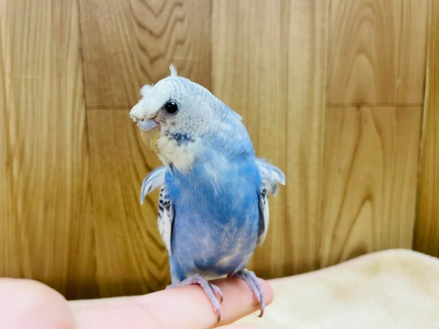 羽衣セキセイインコ