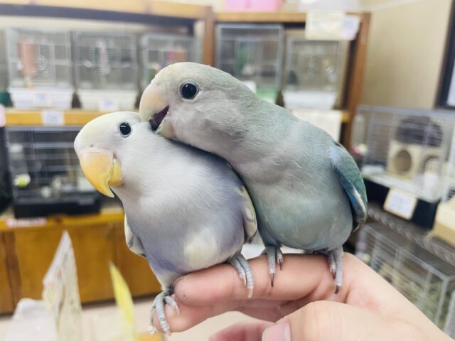 コザクラインコ（小桜インコ）