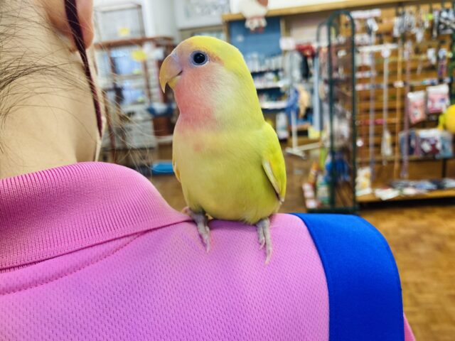 コザクラインコ（小桜インコ）