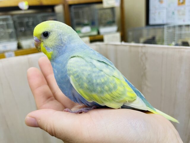 セキセイインコ