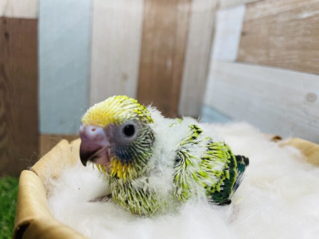 セキセイインコ