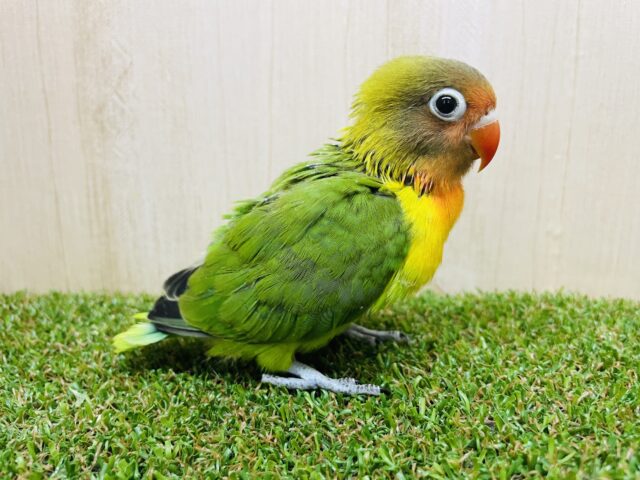 キエリボタンインコ