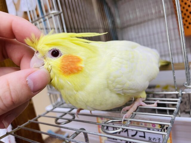 オカメインコ