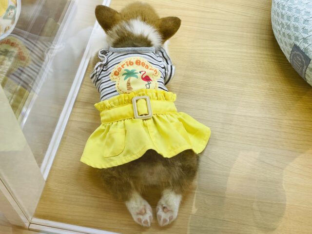 ウェルシュコーギー・ペンブローグ