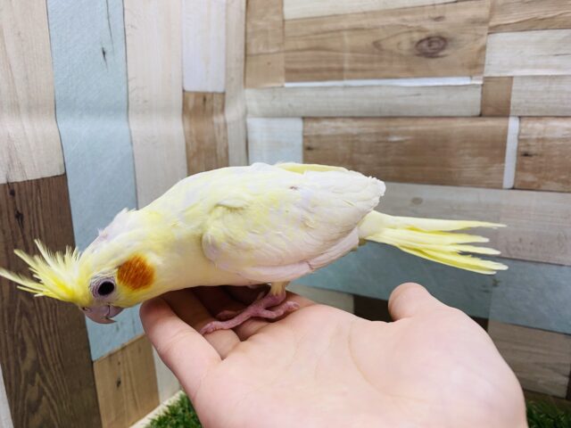 オカメインコ