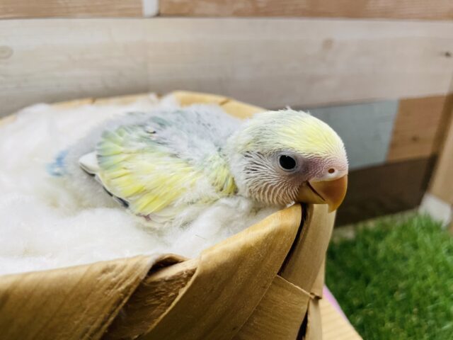 コザクラインコ（小桜インコ）