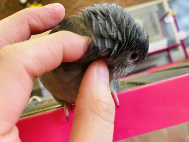 サザナミインコ