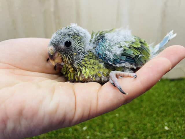 ビセイインコ（美声インコ）