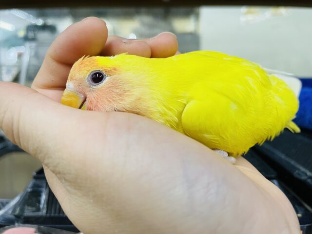 コザクラインコ（小桜インコ）