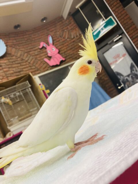 オカメインコ