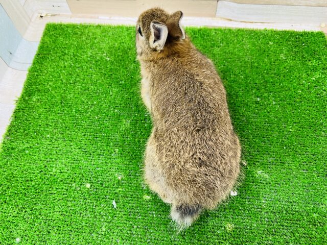 ネザーランドドワーフ