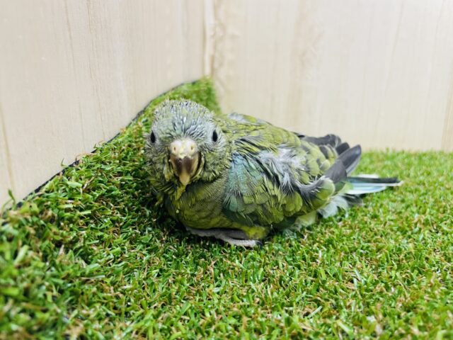 ビセイインコ（美声インコ）