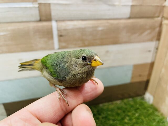 ヒノマルチョウ（日の丸鳥）