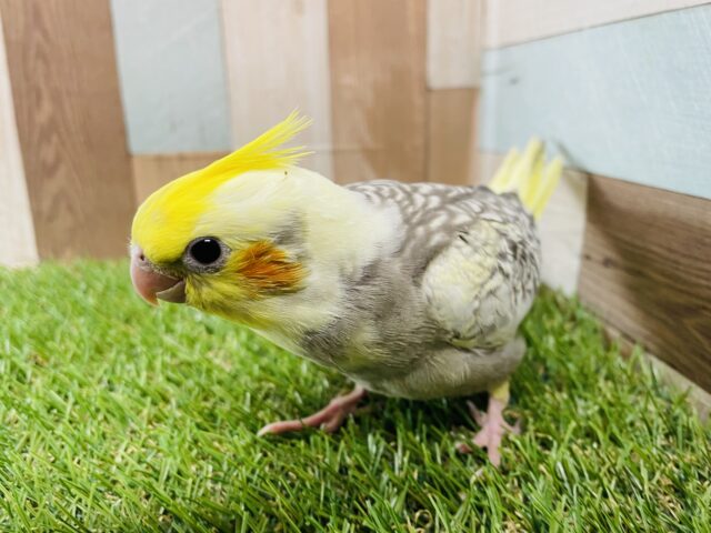 オカメインコ